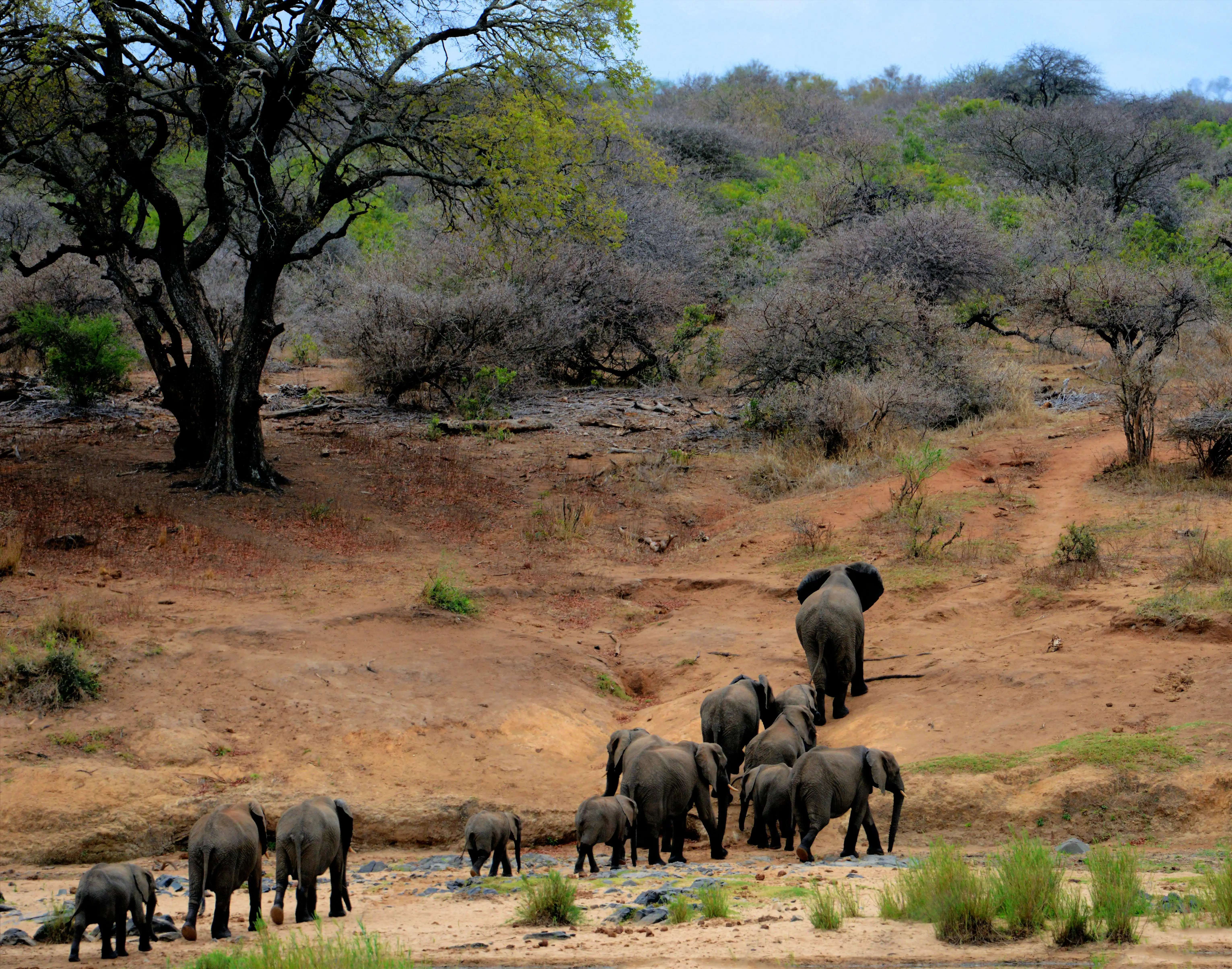 Classic Wildlife Safari
