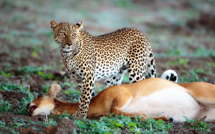 Serengeti National Park