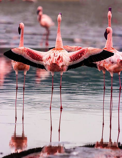 Lake Natron