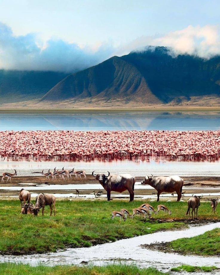 14 DAYS BUSH TO BEACH SAFARIS TO TANZANIA.